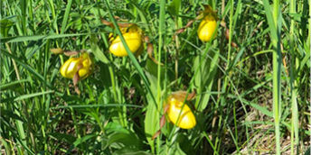 ladyslipper